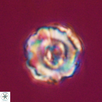 Perchnielsenella stradneri VR 22546
