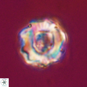 Perchnielsenella stradneri VR 22547