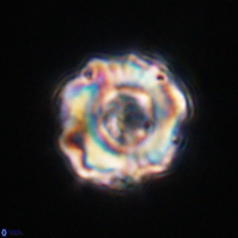 Perchnielsenella stradneri VR 22548