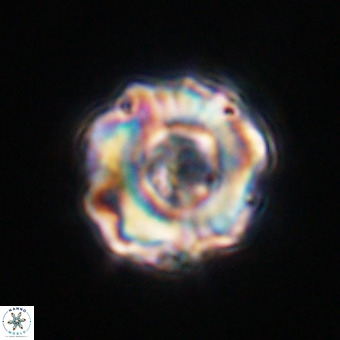 Perchnielsenella stradneri VR 22548