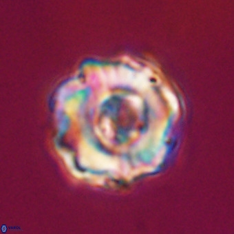 Perchnielsenella stradneri VR 22549