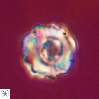 Perchnielsenella stradneri VR 22549