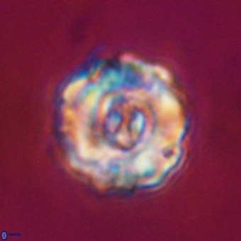 Perchnielsenella stradneri VR 22550