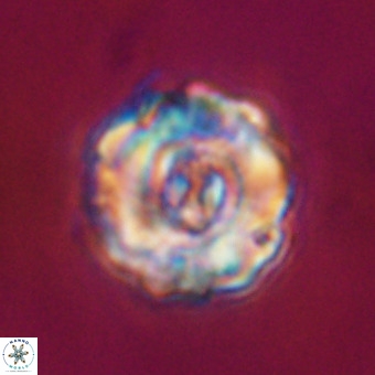Perchnielsenella stradneri VR 22550