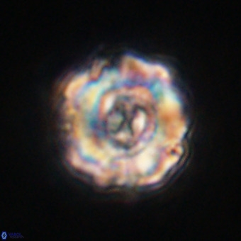 Perchnielsenella stradneri VR 22551