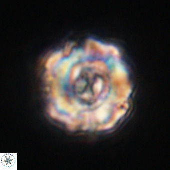 Perchnielsenella stradneri VR 22551
