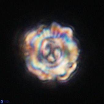 Perchnielsenella stradneri VR 22552