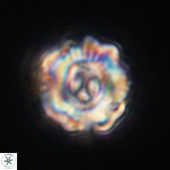 Perchnielsenella stradneri VR 22552