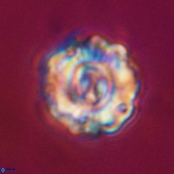 Perchnielsenella stradneri VR 22553