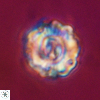 Perchnielsenella stradneri VR 22553