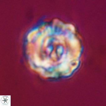Perchnielsenella stradneri VR 22554