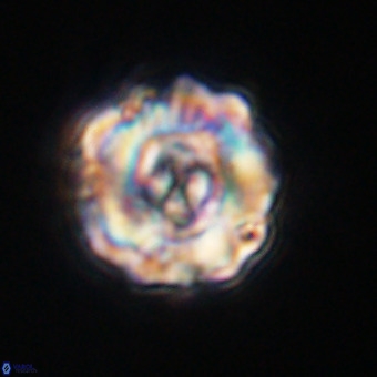 Perchnielsenella stradneri VR 22555
