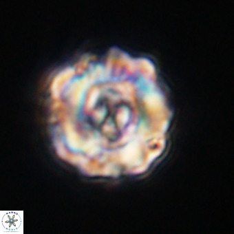Perchnielsenella stradneri VR 22555
