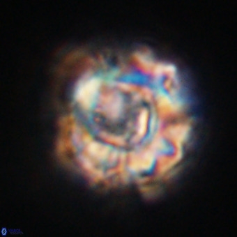 Perchnielsenella stradneri VR 22556