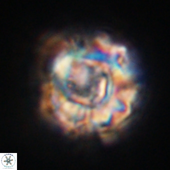 Perchnielsenella stradneri VR 22556
