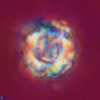 Perchnielsenella stradneri VR 22557