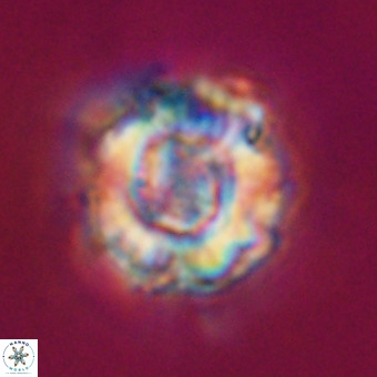 Perchnielsenella stradneri VR 22557