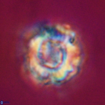 Perchnielsenella stradneri VR 22558