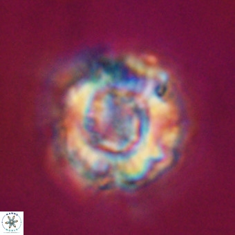 Perchnielsenella stradneri VR 22558
