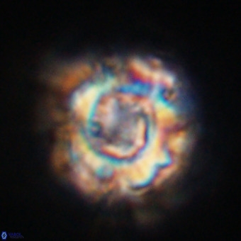 Perchnielsenella stradneri VR 22559