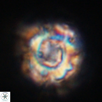 Perchnielsenella stradneri VR 22559