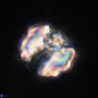Perchnielsenella stradneri VR 22560