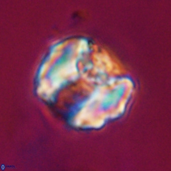 Perchnielsenella stradneri VR 22561