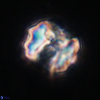 Perchnielsenella stradneri VR 22563