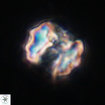 Perchnielsenella stradneri VR 22563
