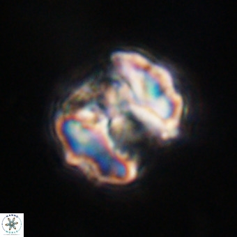 Perchnielsenella stradneri VR 22564