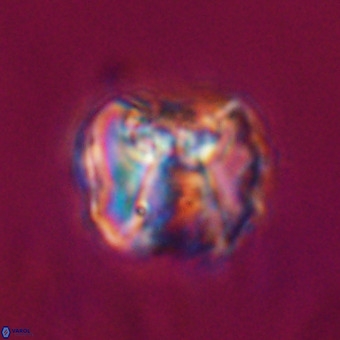 Perchnielsenella stradneri VR 22566