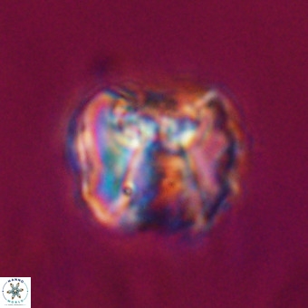 Perchnielsenella stradneri VR 22566