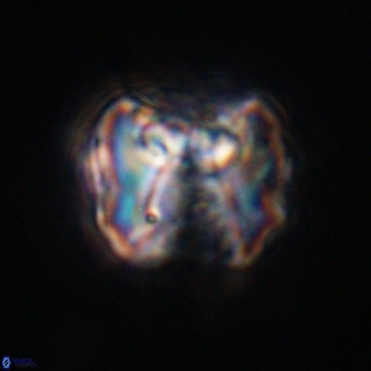 Perchnielsenella stradneri VR 22567