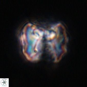 Perchnielsenella stradneri VR 22567