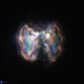 Perchnielsenella stradneri VR 22568