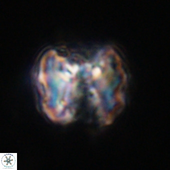 Perchnielsenella stradneri VR 22568