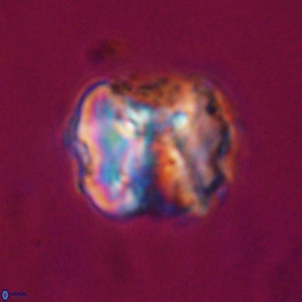 Perchnielsenella stradneri VR 22569