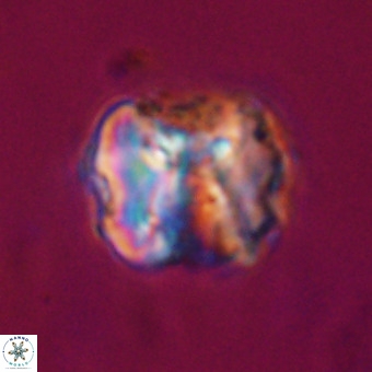 Perchnielsenella stradneri VR 22569