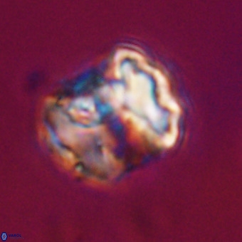Perchnielsenella stradneri VR 22570