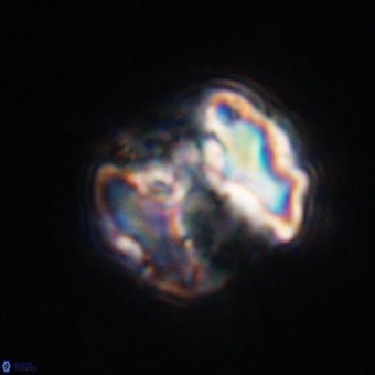 Perchnielsenella stradneri VR 22571