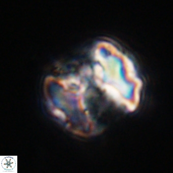 Perchnielsenella stradneri VR 22571
