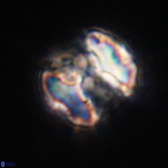 Perchnielsenella stradneri VR 22572