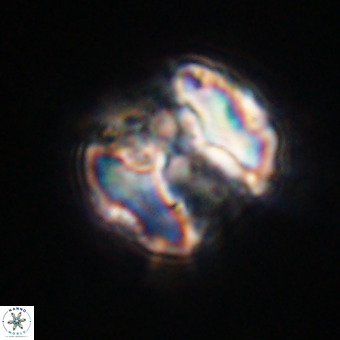 Perchnielsenella stradneri VR 22572