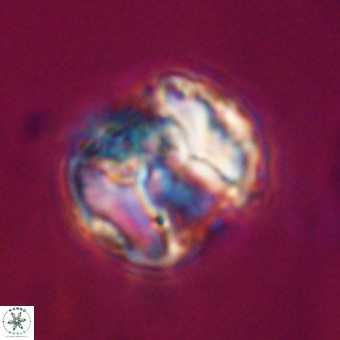 Perchnielsenella stradneri VR 22573