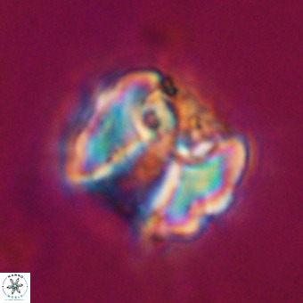 Perchnielsenella stradneri VR 22574