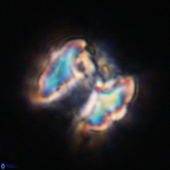 Perchnielsenella stradneri VR 22575