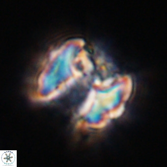 Perchnielsenella stradneri VR 22575