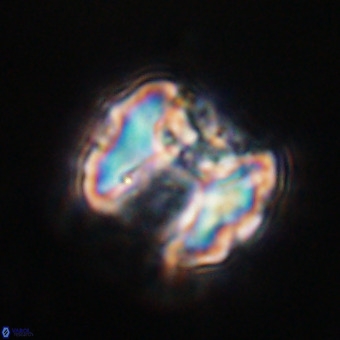 Perchnielsenella stradneri VR 22576