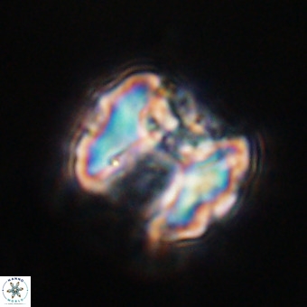 Perchnielsenella stradneri VR 22576