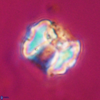 Perchnielsenella stradneri VR 22577